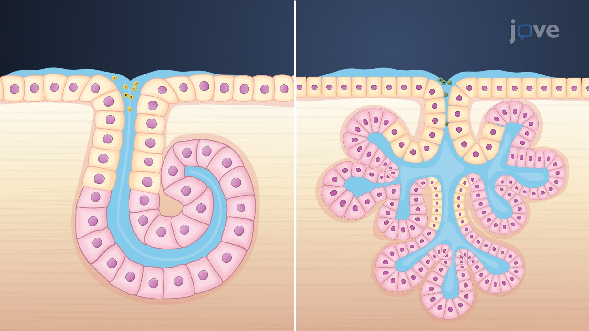 Drug Excretion: Miscellaneous Routes
