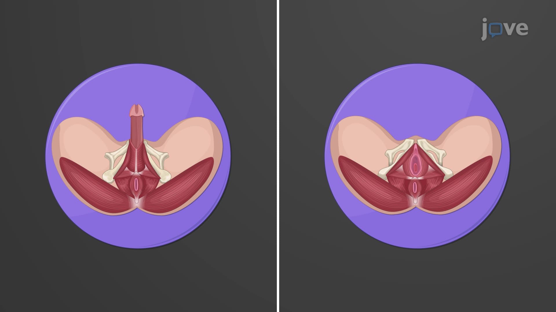 Overview of the Reproductive System