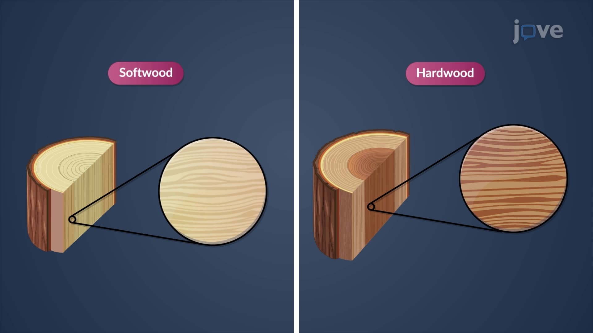 Softwoods and Hardwoods