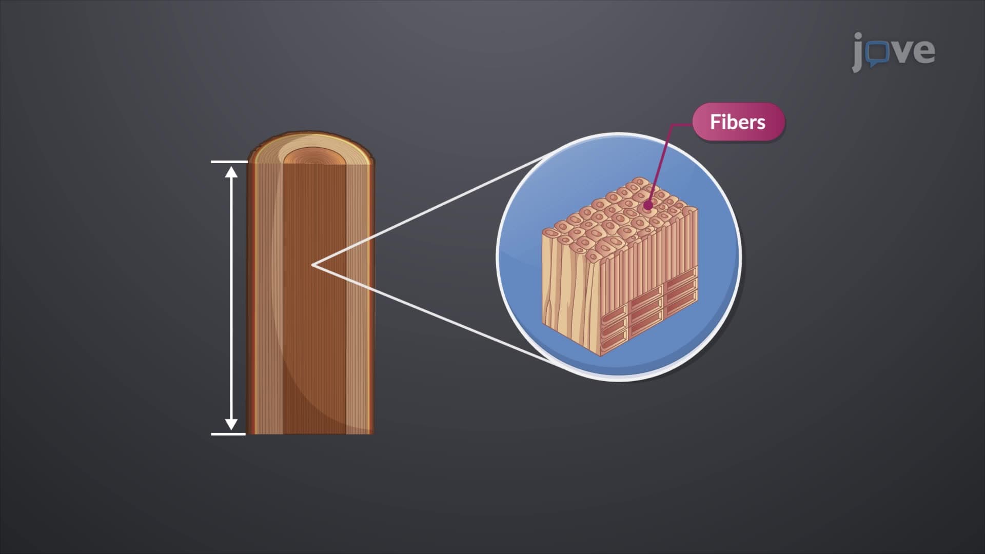 Structural Properties and Dimensions of Lumber