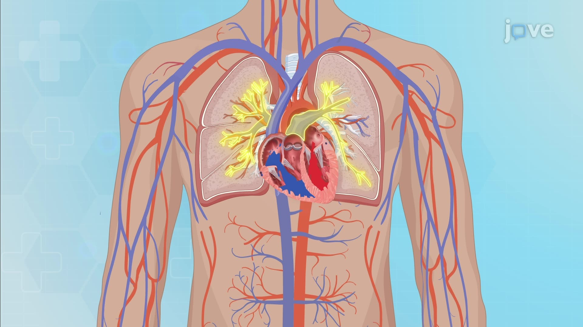 An Overview of the Cardiovascular System: Anatomy, Physiology, Assessment, and Abnormalities