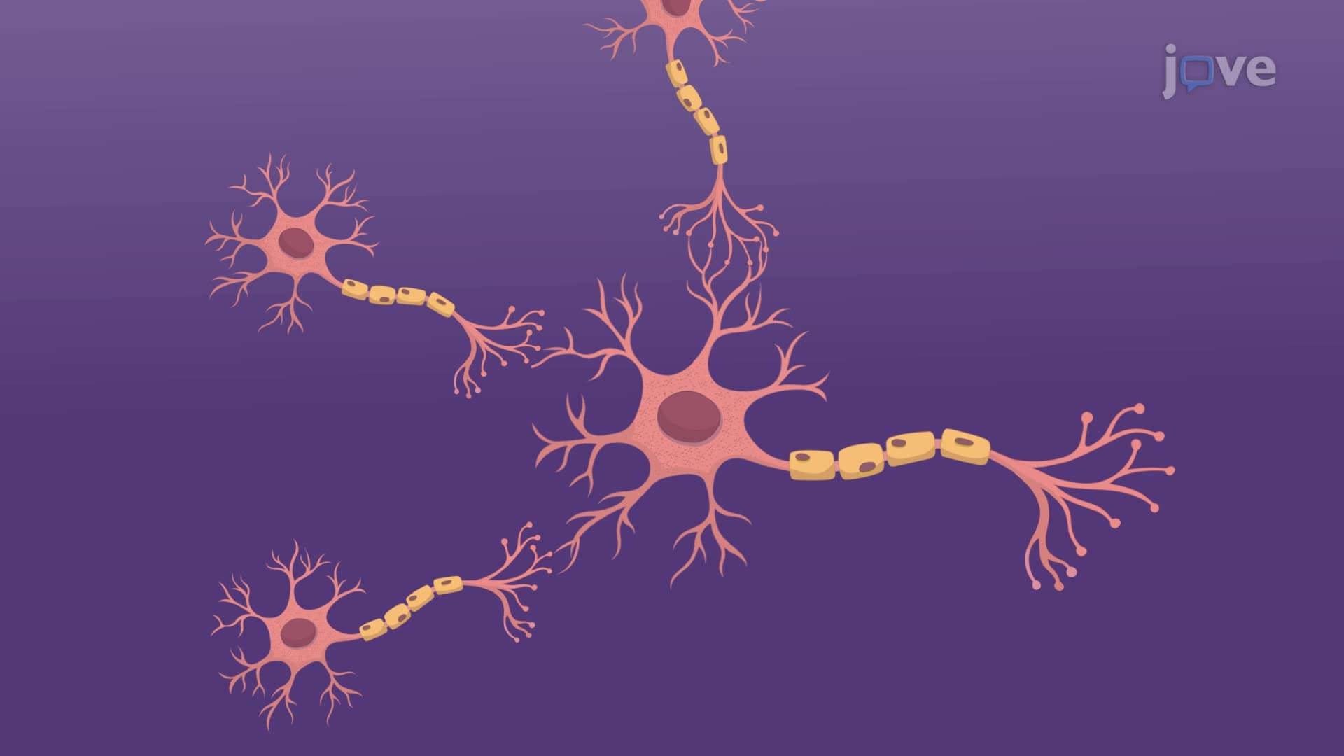 Biological Causes of Schizophrenia