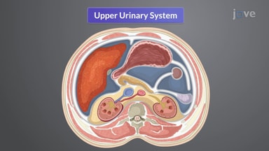 An Overview of the Genitourinary System: Assessment and Abnormalities