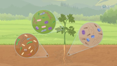 Microbial Ecology