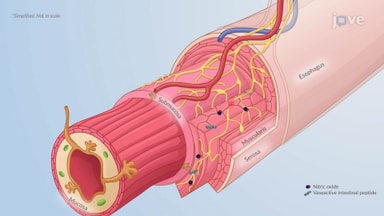 Gastrointestinal System Disorders