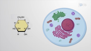 Cellular Respiration