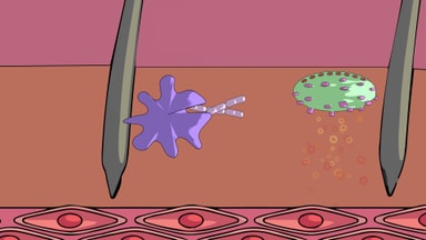 Immune System
