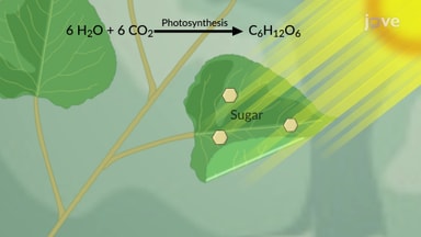 Chloroplasts and Photosynthesis