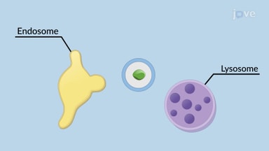 Endocytosis and Exocytosis