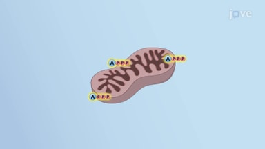 Mitochondria and Energy Production