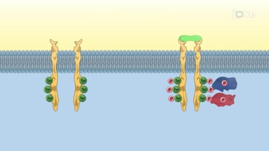 Signaling Networks of Kinase Receptors