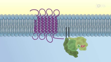 Signaling Networks of G Protein-coupled Receptors