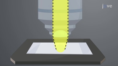Visualizing Cells, Tissues, and Molecules