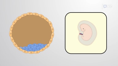 Stem Cell Biology And Renewal in Epithelial Tissue
