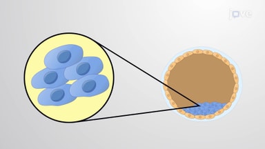 Embryonic and Induced Pluripotent Stem Cells