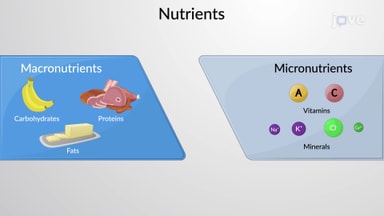 Biochemistry of the Cell