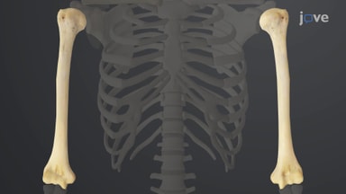 The Appendicular Skeleton