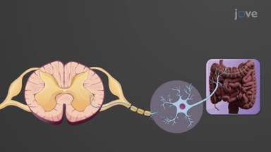 The Autonomic Nervous System