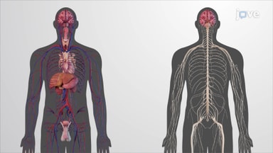 The Endocrine System