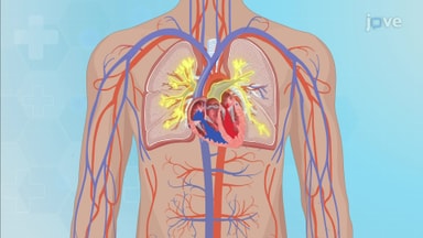 An Overview of the Cardiovascular System: Anatomy, Physiology, Assessment, and Abnormalities